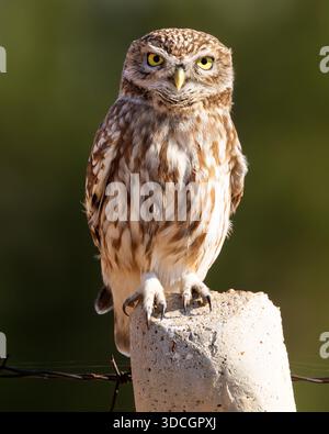 Diyarbakir, Diyarbakir, Turquie. 22 décembre 2025. Un petit hibou (Athene noctua) attend perché sur une perche pour chasser les souris des champs dans les jardins historiques de Hevsel. (Crédit image : © Dogan Evsan/ZUMA Press Wire) USAGE ÉDITORIAL SEULEMENT ! Non destiné à UN USAGE commercial ! Banque D'Images