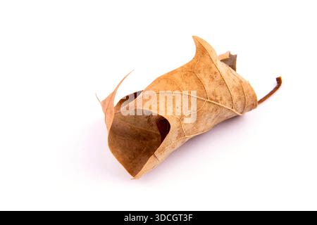 feuille recourbée sur un fond blanc. feuille jaunie Banque D'Images