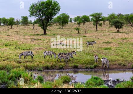 Les zèbres se rassemblent dans un point d'eau du parc national du Serengeti en Tanzanie, étanchant leur soif dans la savane africaine. Banque D'Images