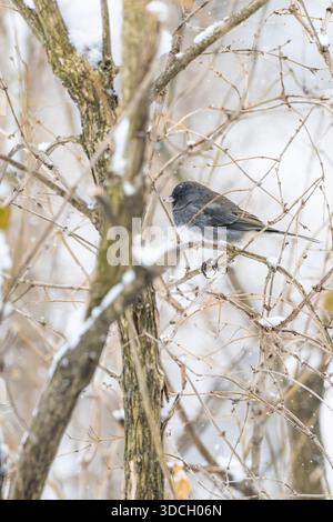 Aux yeux foncés, Junco sur une branche, Junco hyemalis, nourrissant les oiseaux en hiver, Brownsburg-Chatham, QC Banque D'Images