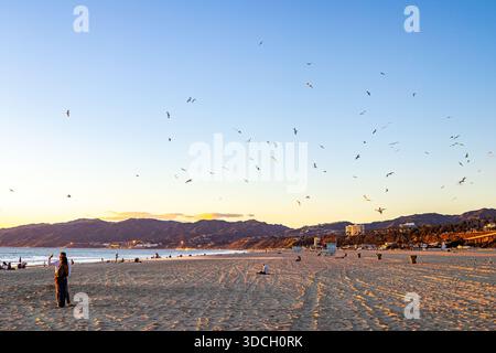 Les mouettes affluent sur la plage de Santa Monica près de Los Angeles, Californie, au coucher du soleil Banque D'Images
