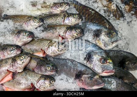 Assortiment de poissons entiers frais, y compris la truite et la dorade de mer, présentés sur de la glace pilée sur un marché de fruits de mer, mettant en valeur la fraîcheur et la qualité Banque D'Images