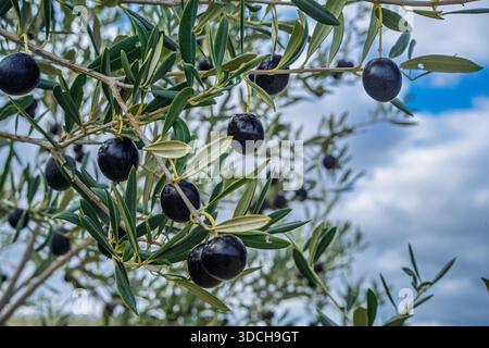 Gros plan d'olives noires mûres et brillantes accrochées à une branche d'olivier, sur fond de ciel flou, prises à Séville, Andalousie, Espagne. Banque D'Images