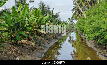 Une voie navigable étroite calme reflète des bananiers verdoyants et de grands cocotiers dans un paysage tropical rural. Banque D'Images