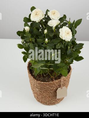 Buisson rose blanc dans un pot de corde tissé fond de nature isolé avec chemin de clipping Banque D'Images
