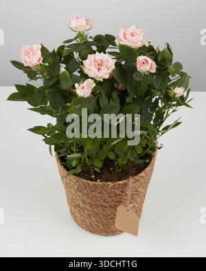 Rose buisson dans un pot de corde tissé fond de nature isolé avec chemin de clipping Banque D'Images