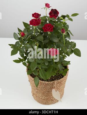 Rosier rouge dans un pot de corde tissé fond de nature isolé avec chemin de clipping Banque D'Images