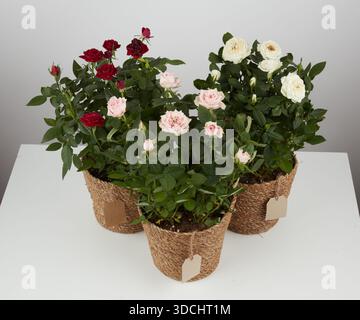 Collection de rosiers multicolores dans un pot de corde tissée fond de nature isolé avec chemin de découpage Banque D'Images