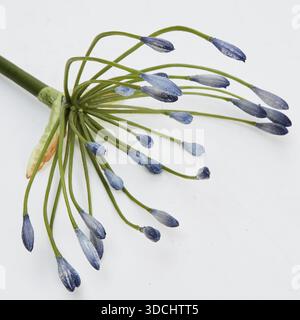 Les fleurs sont en grappes rondes, ressemblant à un parapluie, avec de nombreuses petites tiges de fleurs violettes émergeant d'un point central isolé du fond de la nature avec cl Banque D'Images