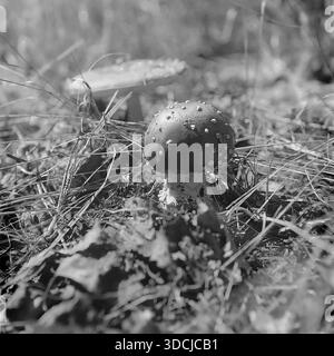 Shchurovo, Ukraine, URSS - années 1970 : photo macro d'archives artistiques d'un champignon agarique mouche (Amanita muscaria) dans une forêt de pins. Le jeune champignon venimeux avec un chapeau tacheté se dresse au premier plan parmi l'herbe sèche et les aiguilles de pin. Une silhouette floue d'un autre champignon est visible en arrière-plan. Cette étude de la nature en gros plan capture la flore diversifiée et l'atmosphère de la saison de chasse aux champignons dans la paisible région du Donbass. Banque D'Images