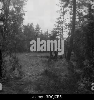 Shchurovo, Ukraine, URSS - années 1970 : authentique photo d'archive des frères et sœurs Inessa et Dmitry Kravelis explorant une forêt de pins. Les adolescents se tiennent près d'une bûche tombée au milieu d'herbes hautes, probablement à la recherche de champignons. La scène est artistiquement encadrée par des branches d'arbres sombres au premier plan, créant de la profondeur et une sensation de franchise. Cette image en noir et blanc capture l'atmosphère calme de la nature et des loisirs familiaux traditionnels dans les forêts de la région du Donbass. Banque D'Images