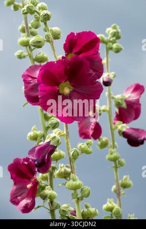 Red Alcea rosea Hollyhocks Banque D'Images