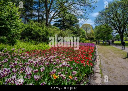 Les lits de tulipes colorés bordent un chemin de terre bordé d'arbres matures et d'arbustes verts tandis que les gens marchent à travers le parc. Une petite maison est partiellement visible behin Banque D'Images