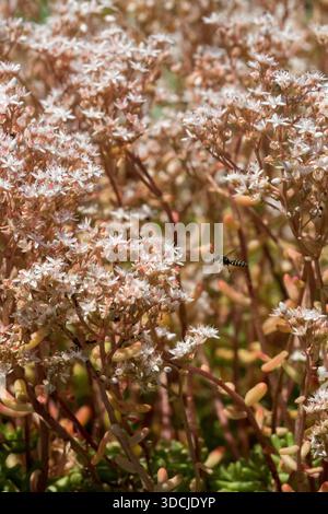 Une minuscule guêpe volant près des fleurs rosâtres d'une pierre blanche, album Sedum dans un jardin d'été Banque D'Images