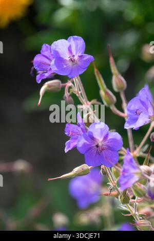 Fleurs violettes de Géranium 'Rozanne' florissantes avec des centres pâles sur un fond flou. Banque D'Images