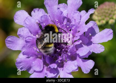 Bourdon primitif (Bombus pratorum) recueillant le pollen d'une fleur en coussinet violet (Scabiosa columbaria). Banque D'Images