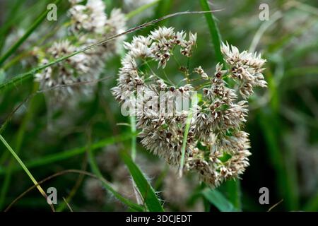 Snowy Wood Rush, fleur Luzula nivea Banque D'Images