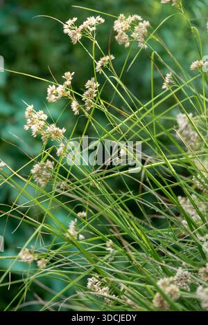 Luzula nivea Blooming Snowy Wood Rush Banque D'Images