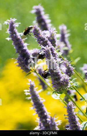 Plusieurs bourdons recueillant du nectar sur des fleurs violettes d'un hysope d'anis, Agastache foeniculum, été Banque D'Images