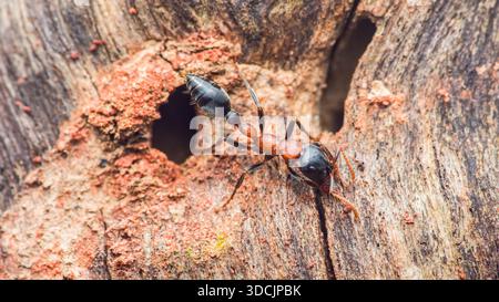 Fourmi rampant sur l'écorce d'un arbre, explorant son habitat naturel avec des trous et des rainures visibles. Photo macro faune. Photographie en thaïlande, pas générative Banque D'Images