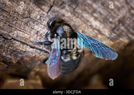 Abeille menuisière violette (Xylocopa violacea) sur vieux bois Banque D'Images