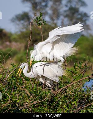 Grande aigrette Ardea alba en plumage de reproduction complète dans le parc national Ibera Wetlands du nord de l'Argentine Banque D'Images