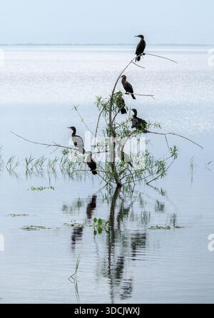 Cormorans reflétés dans les eaux de la Laguna Ibera dans les zones humides Ibera Argentine Banque D'Images