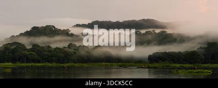 Brume tôt le matin dans la forêt tropicale dense du parc national de Soberania, République du Panama, Amérique centrale. Banque D'Images