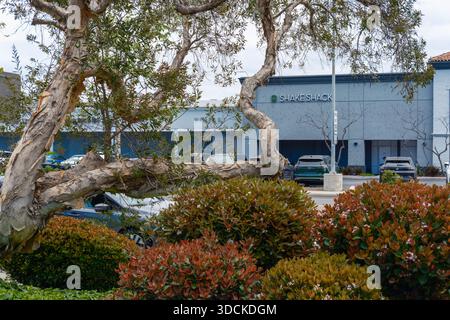 Shake Shack Marina del Rey vu derrière des arbres ornementaux et des arbustes dans le parking, Marina del Rey, Californie, États-Unis Banque D'Images