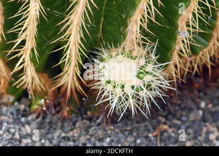 Nouvelle croissance sur de grands cactus ronds en tonneau géant 'Echinocactus Platyacanthus' à épis blancs Banque D'Images