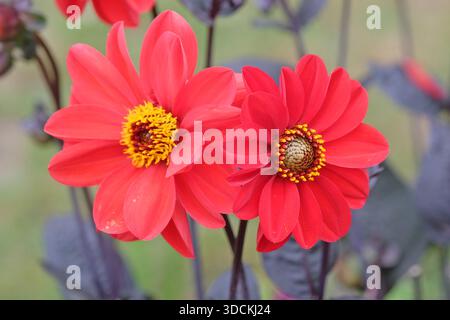 Double dahlia rouge « évêque de Llandaff » en fleur. Banque D'Images
