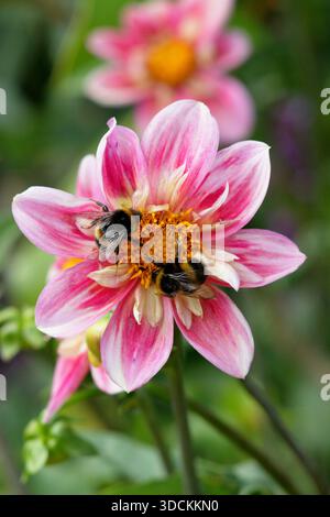 Bourdon abeille sur fleur de dahlia. Buff-Tailed Bumblebee (Bombus terrestris) sur Dahlia Edith Jones Banque D'Images
