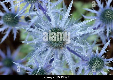 Eryngium. Bractées bleues épaisses d'Eryngium × olivierianum Big Blue, un houx de mer résistant au climat en été. Angleterre Banque D'Images