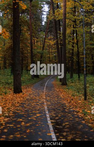 Route d'automne pittoresque entourée de grands arbres avec des feuilles d'or dans une forêt paisible. Banque D'Images