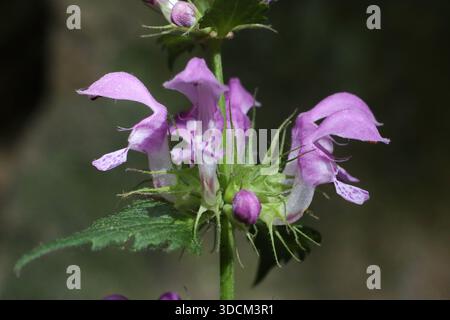 Lamium maculatum, ortie morte tachetée, Lamiaceae. Plante sauvage tirée au printemps. Banque D'Images