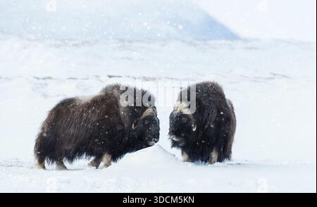 Deux puissants bœufs musqués (Ovibos moschatus) se dressent face à face pendant une tempête de neige abondante dans leur habitat naturel arctique dans le parc national Dovrefjell, NOR Banque D'Images
