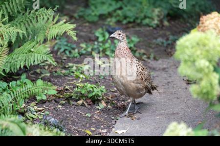 Un faisan ou une poule femelle brune et mouchetée (Phasianus colchicus) marche le long d'un chemin en béton à côté de fougères et d'autres feuillages verts tout en cherchant Banque D'Images
