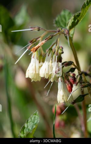 Gros plan des fleurs de comfrey rampant (symphytum grandiflorum) en fleurs Banque D'Images
