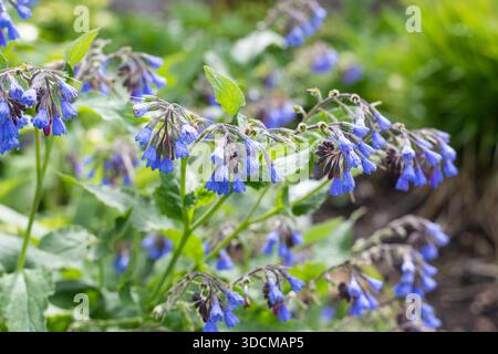 Gros plan des fleurs de comfrey rampant (symphytum grandiflorum) en fleurs Banque D'Images
