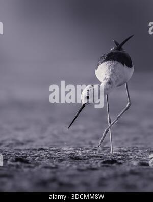 Échassier à ailes noires (Himantopus himantopus), probablement un juvénile, cherchant de la nourriture sur une vase humide avec son long bec baissé et une goutte d'eau tombant de t Banque D'Images