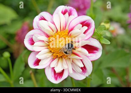 Un bourdon est assis sur le dahlia collarette rose et blanc, « Bumble Rumble » en fleur. Banque D'Images