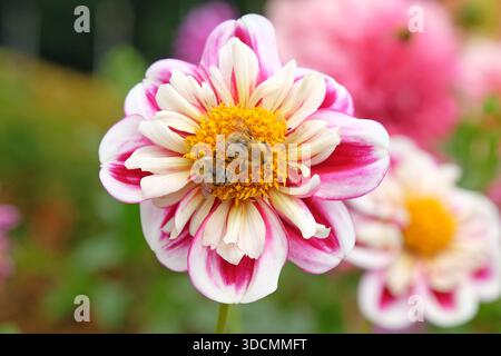 Un bourdon est assis sur le dahlia collarette rose et blanc, « Bumble Rumble » en fleur. Banque D'Images