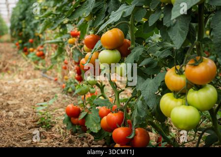 Tomates de vigne mûrissant à différentes étapes sur des plantes vertes luxuriantes, cultivant des produits biologiques frais dans une serre agricole moderne Banque D'Images