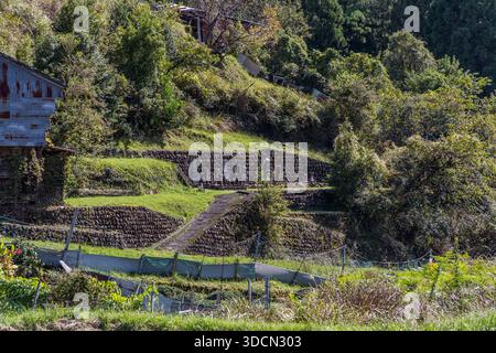 Champs en terrasses dans le village de Hosshinmon ; la région est peu peuplée et vieillissante, et les champs ne sont plus cultivés. Pierres tombales sur une pente en terrasses à Tanabe, préfecture de Wakayama, Japon Banque D'Images