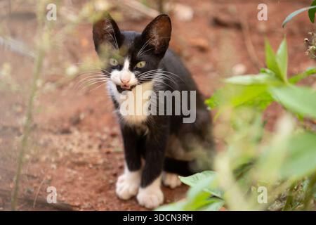 Goiania, Goias, Brésil – 23 décembre 2025 : un chat tabby, un chaton, abandonné, assis dans un terrain vacant, au milieu de l'herbe. Banque D'Images