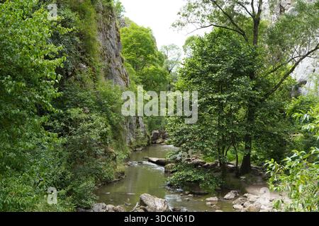 Voyage roumanie transilvania Cheile turzii rivière qui coule à travers les gorges de turzii entouré de falaises verdoyantes et d'arbres Banque D'Images