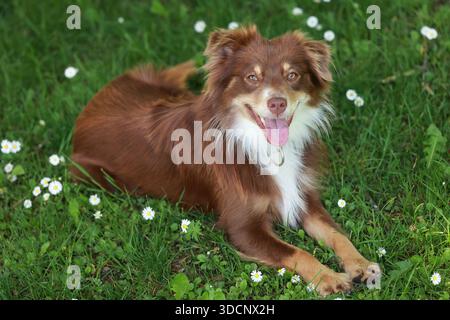 Chien brun et blanc est couché dans un champ de marguerites Banque D'Images