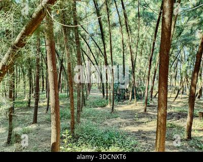 Vue panoramique sur la forêt d'arbres de Casuarina avec la lumière du soleil filtrant à travers les grands troncs Banque D'Images