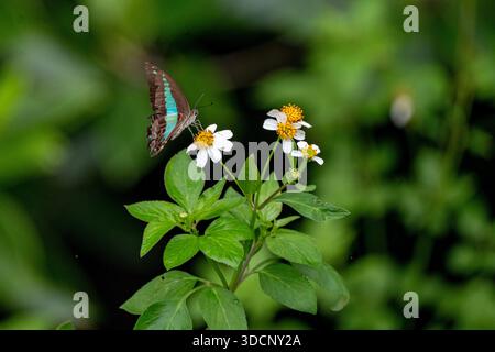 Papillon aux ailes rayées turquoise perché sur des fleurs blanches d'aiguilles espagnoles, entouré de feuillage vert. Banque D'Images