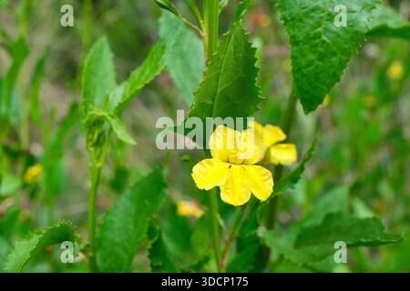La fleur jaune de Goodenia ovata, communément appelée Hop Goodenia, pousse le long du sentier Merri Creek, Clifton Hill, Melbourne, Victoria, Australie. Banque D'Images